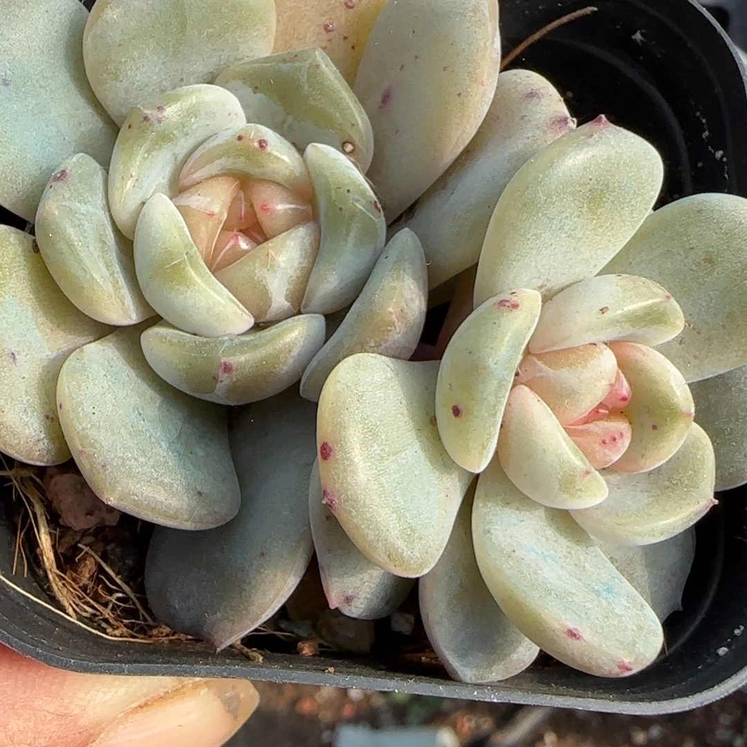 小卡拉米糖心一物一拍