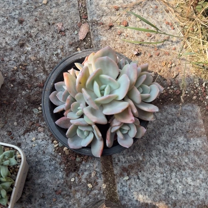 多肉植物抹茶抹茶