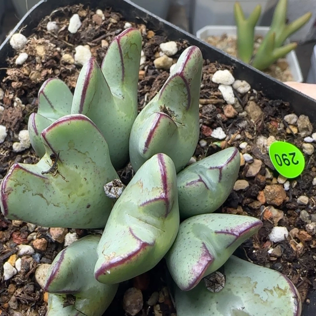 黑红线少将群多肉290