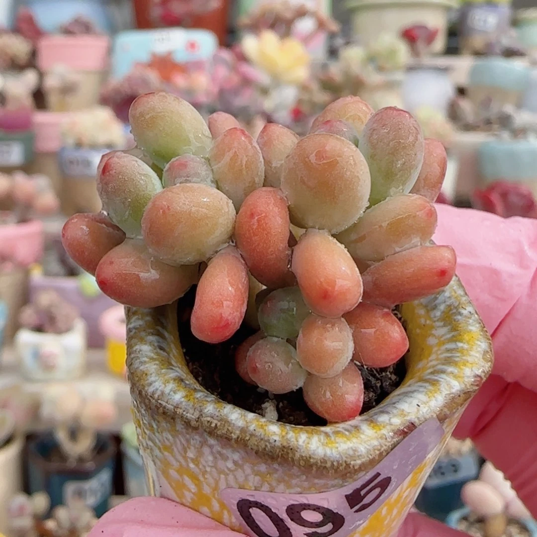 小樱花奶 盆口2.5cm
