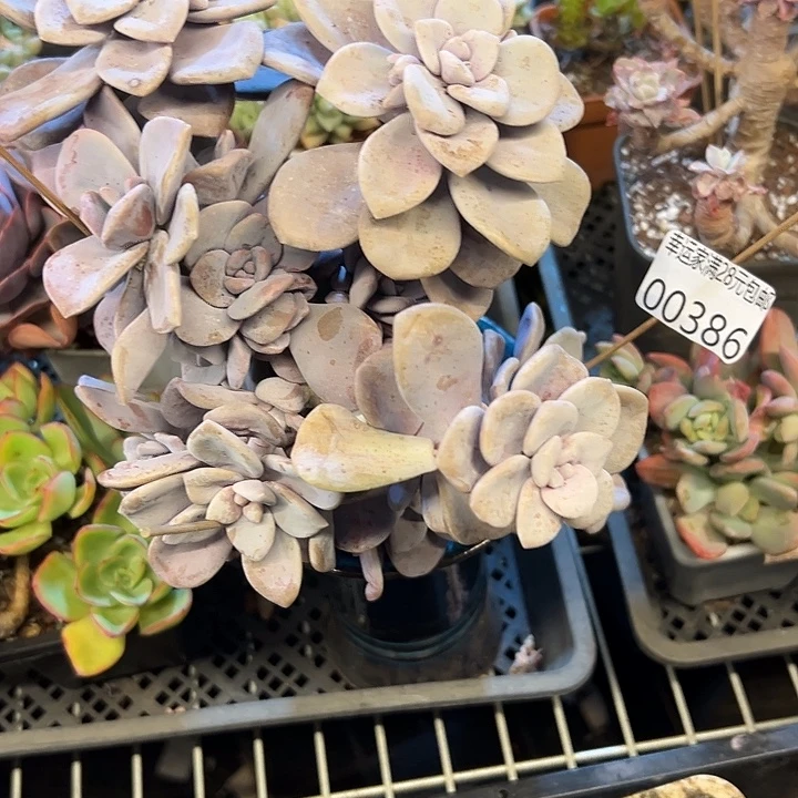 幸运的是我还在努力地