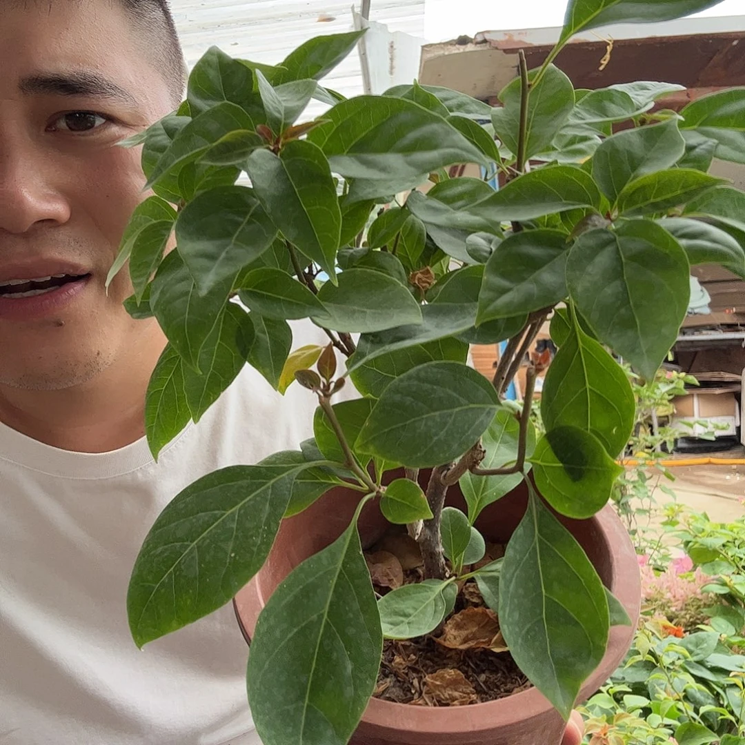 无花朵三角梅58号