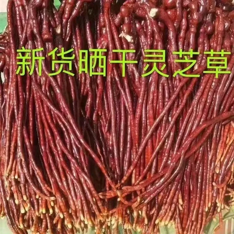 精选农家特产 鹿角灵芝草