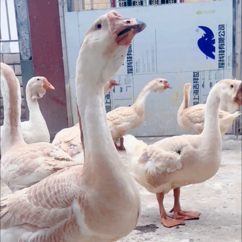 15只农家散养特大种白鹅嫩鹅鹅肉新鲜大鹅白鹅【顺丰恒温包邮】