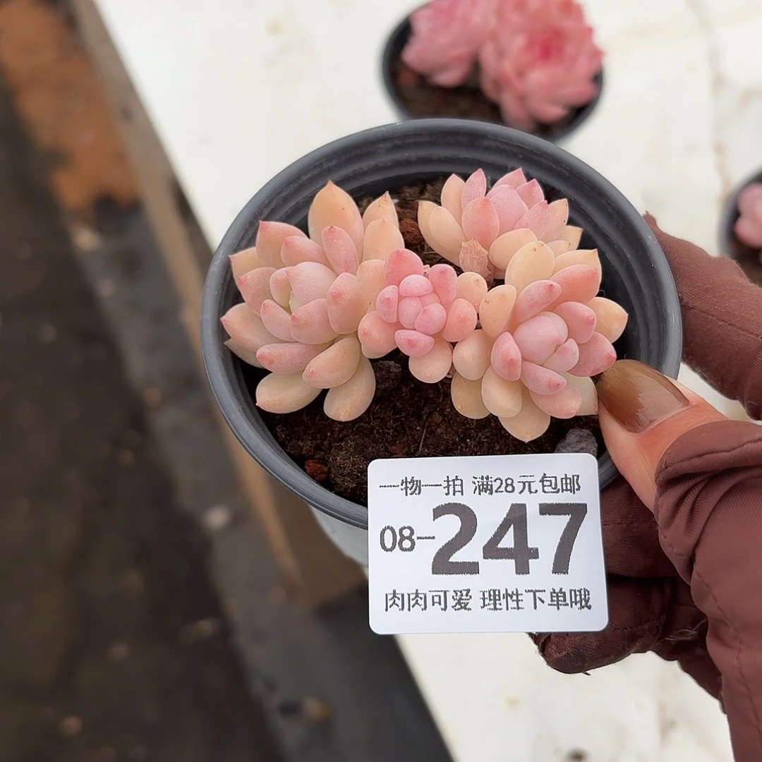 桃酥无盆土发货无盆