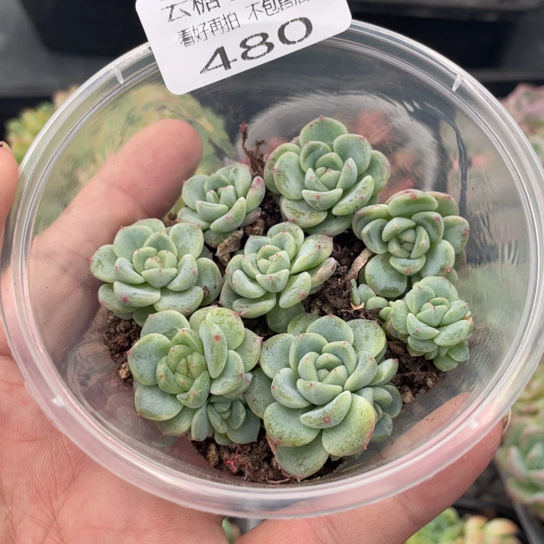云糖心多肉植物480