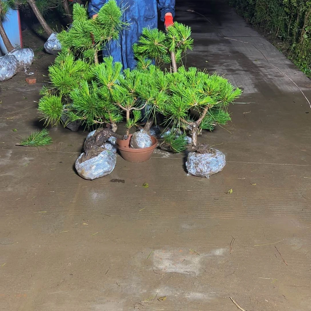 无花朵能***任888888888888888