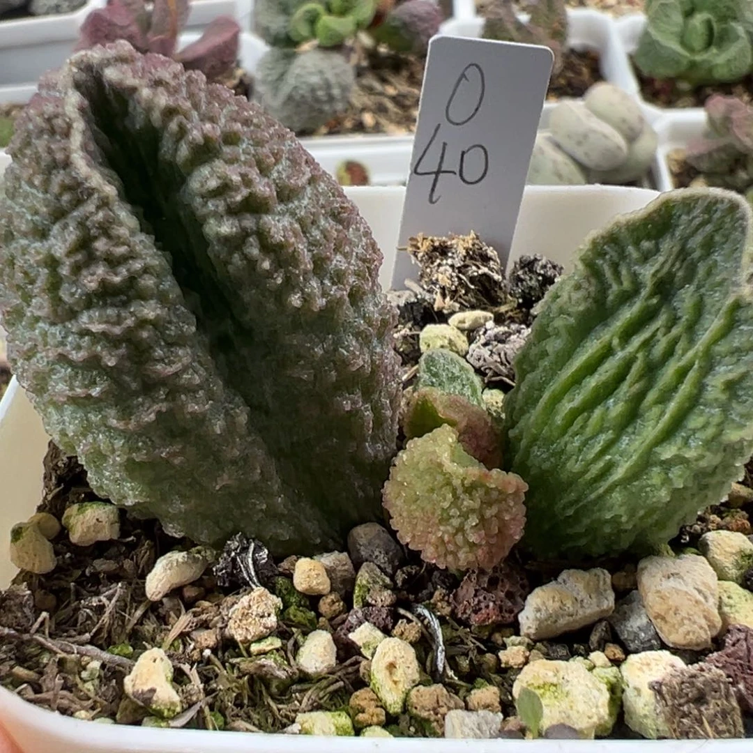 实生新品大苗多肉植物水泡