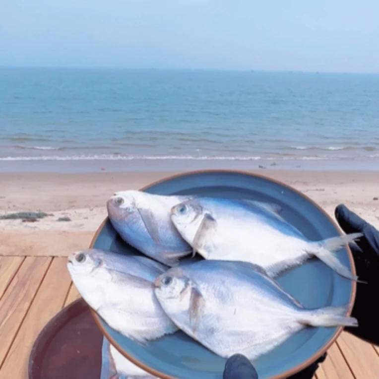 北纬37北方海捕野生银鲳鱼5斤