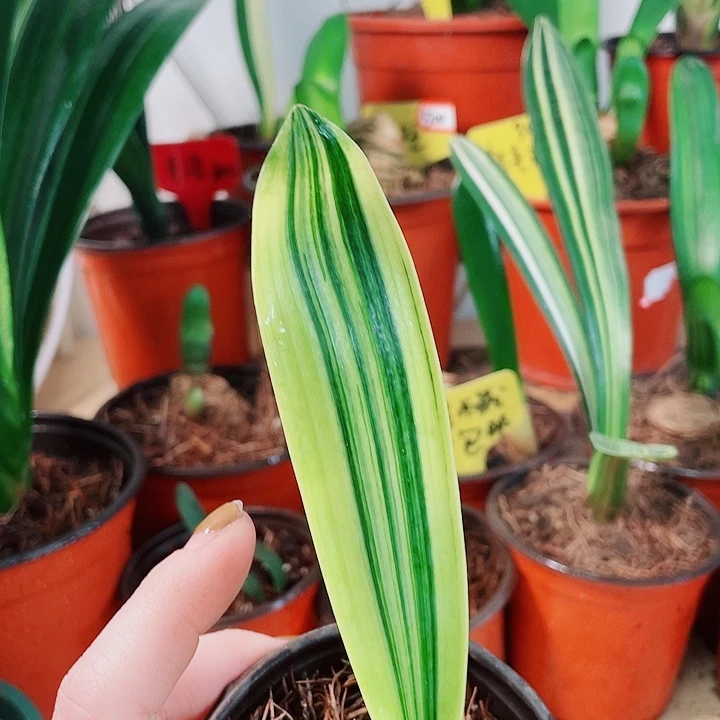 完全开放君子兰好看