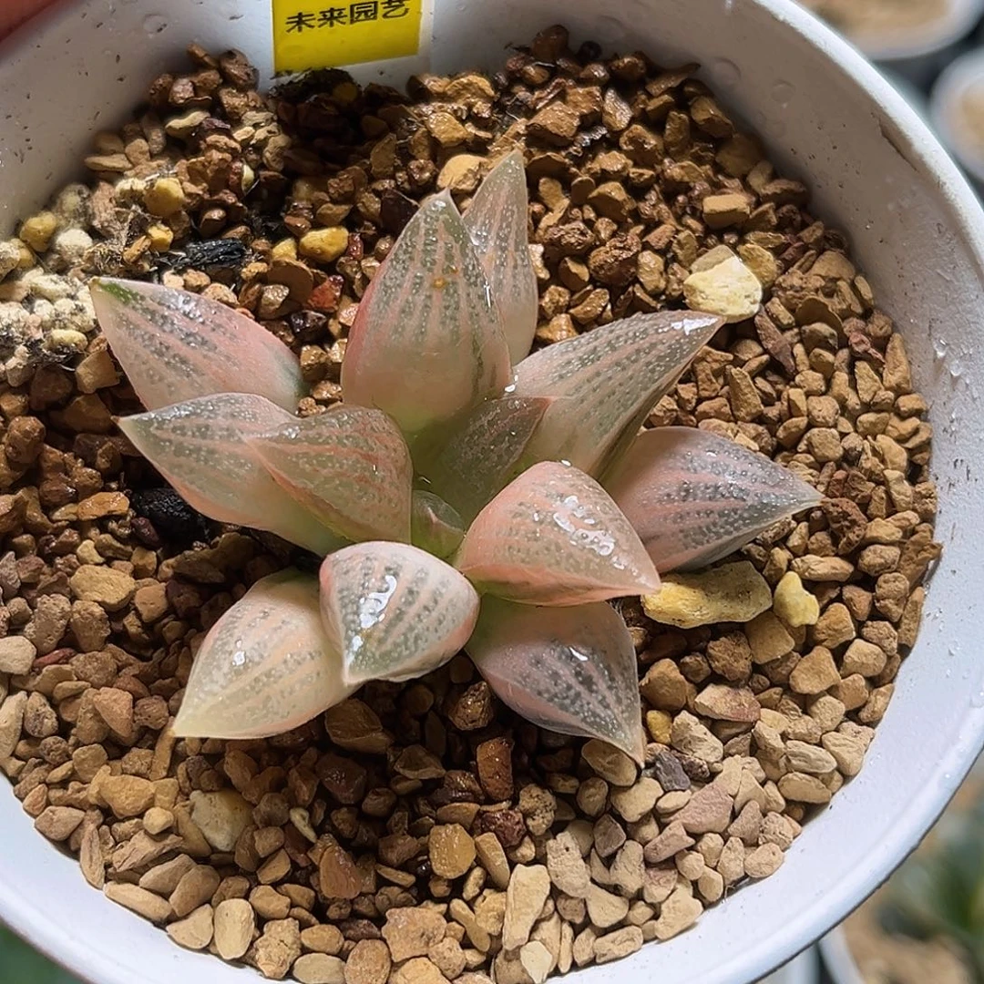 470糊斑火恶魔寿锦福利福利