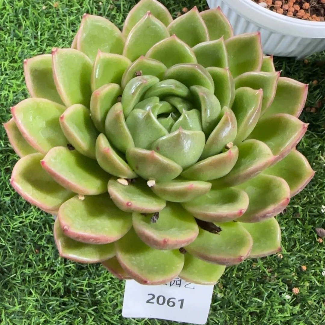 2061糖心民宿的时候回来