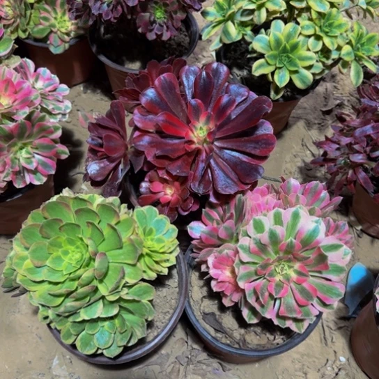 美杜莎➕奶白➕粉女巫组合15.8