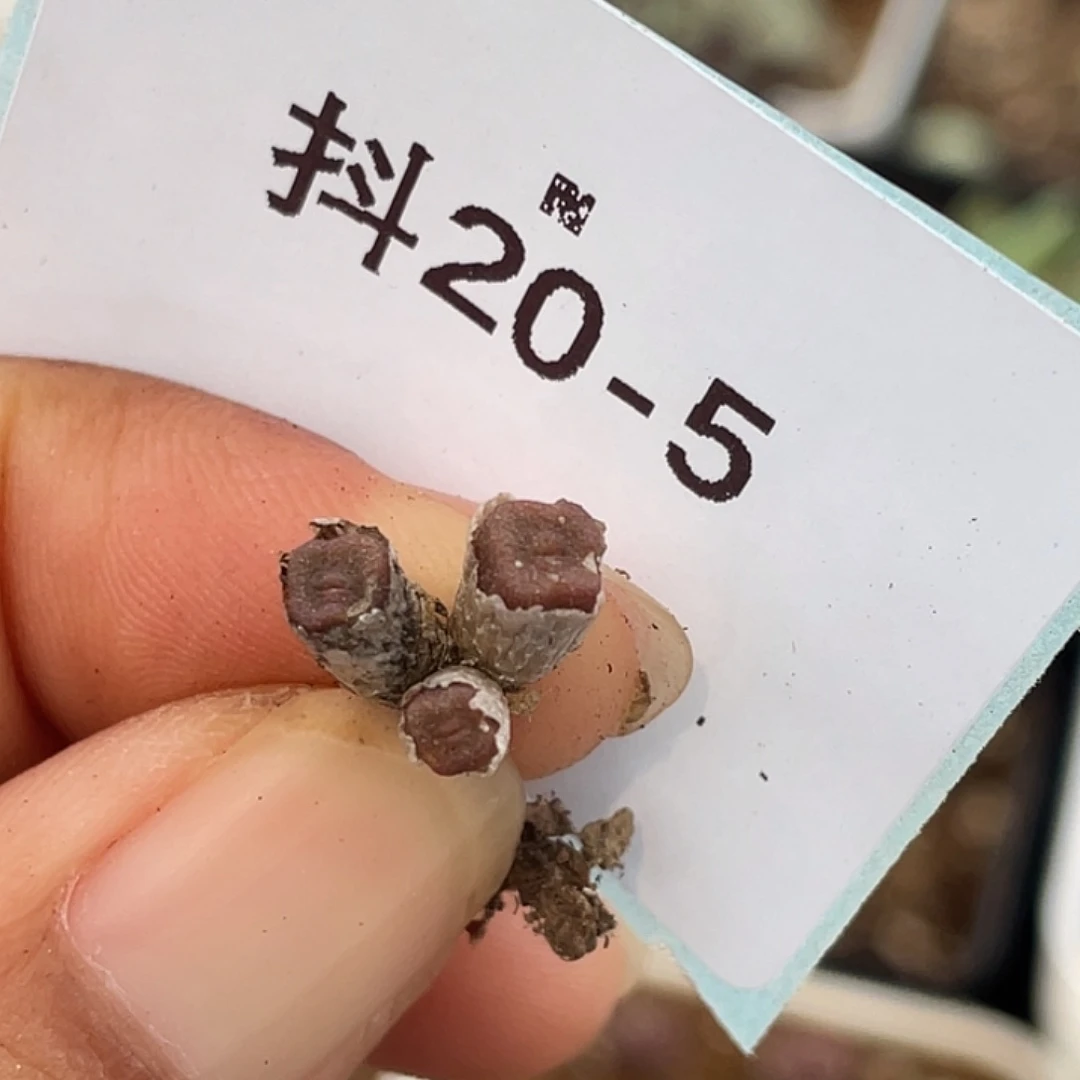 20-5猪皮多肉植物