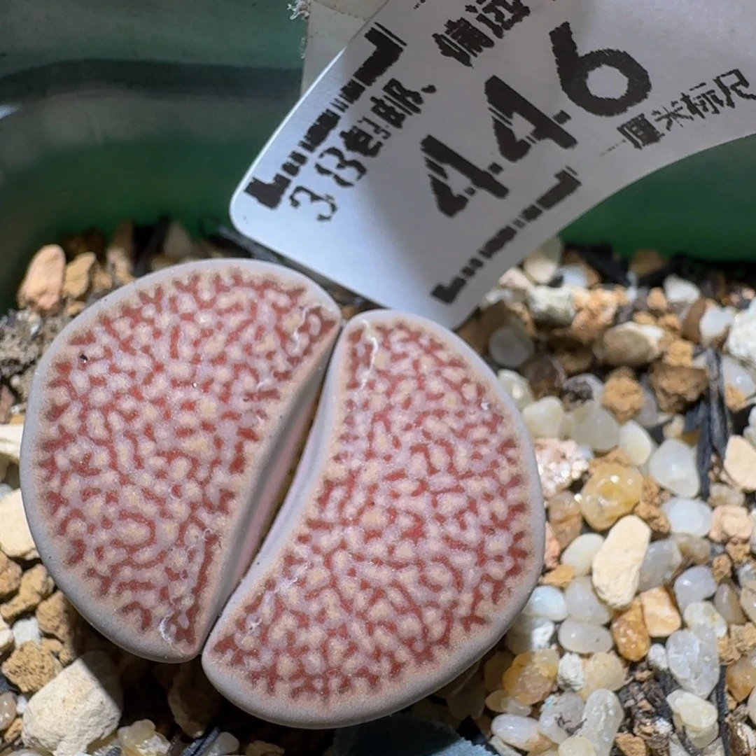 zzzz生石花肉锥446