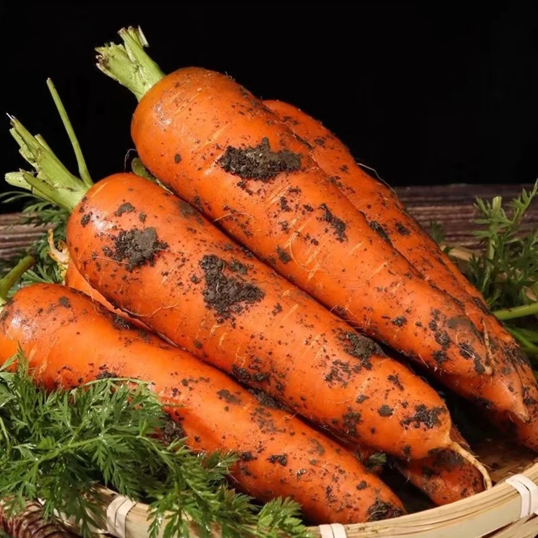 山东农家自种2025新鲜当季现挖带泥胡萝卜脆甜可口净果3斤5斤装