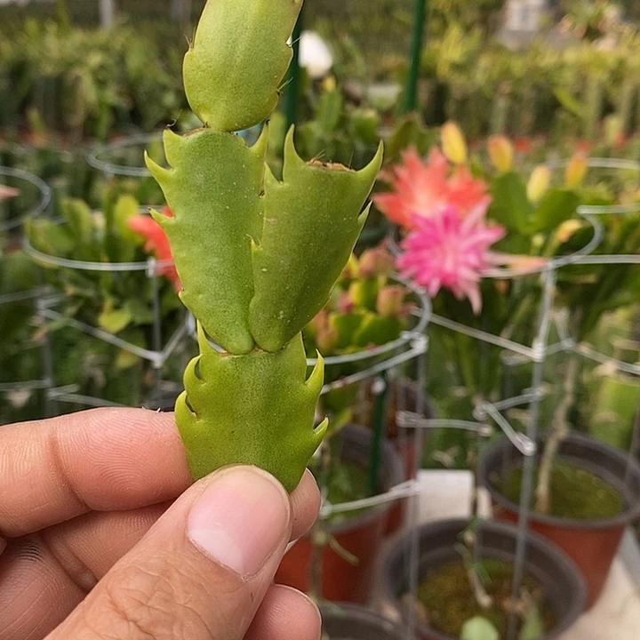 10片10个品种大花进口叶片蟹爪兰