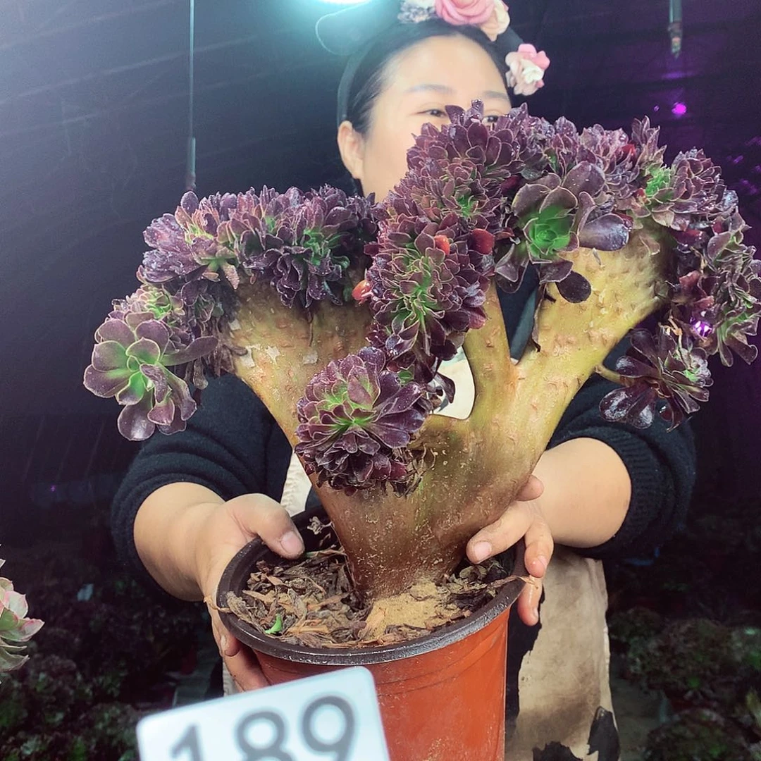 柒柒精品多肉脱土发货不包断侧枝189