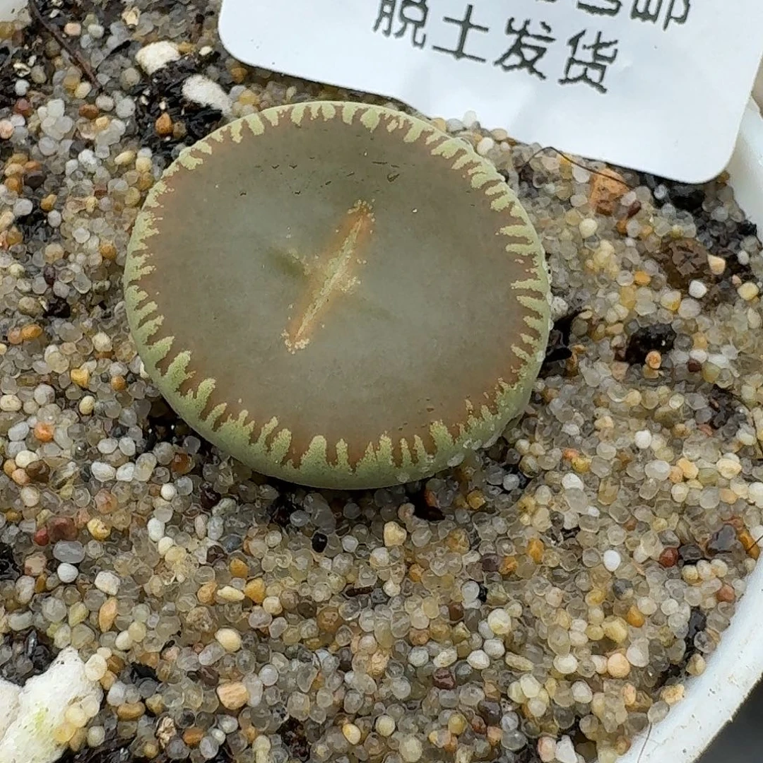 903多肉哈哈哈哈哈哈干