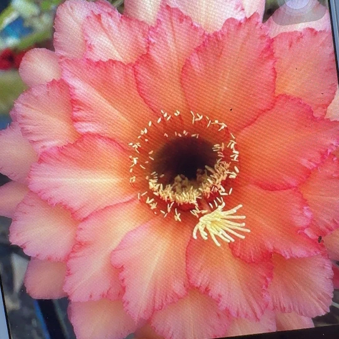 杰作侧芽5公分毛花柱仙人球