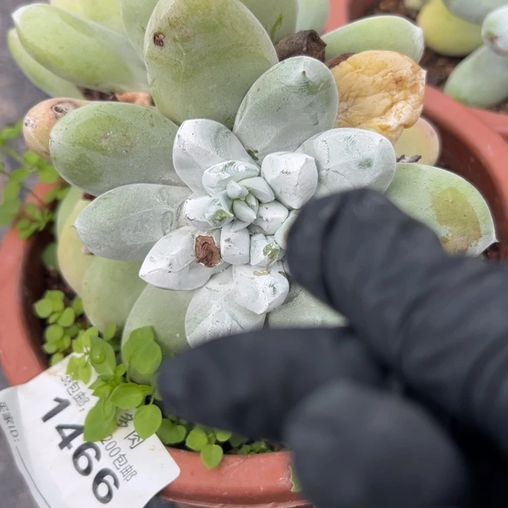 谢谢姐姐~一物一拍