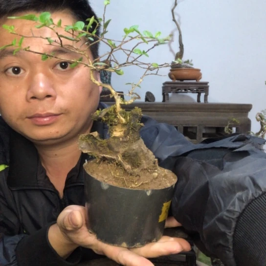 无花朵盆景盆栽植物（不包成活率）