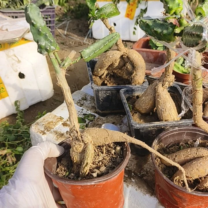 w***狂嫁接3点水仙一颗脱土发货