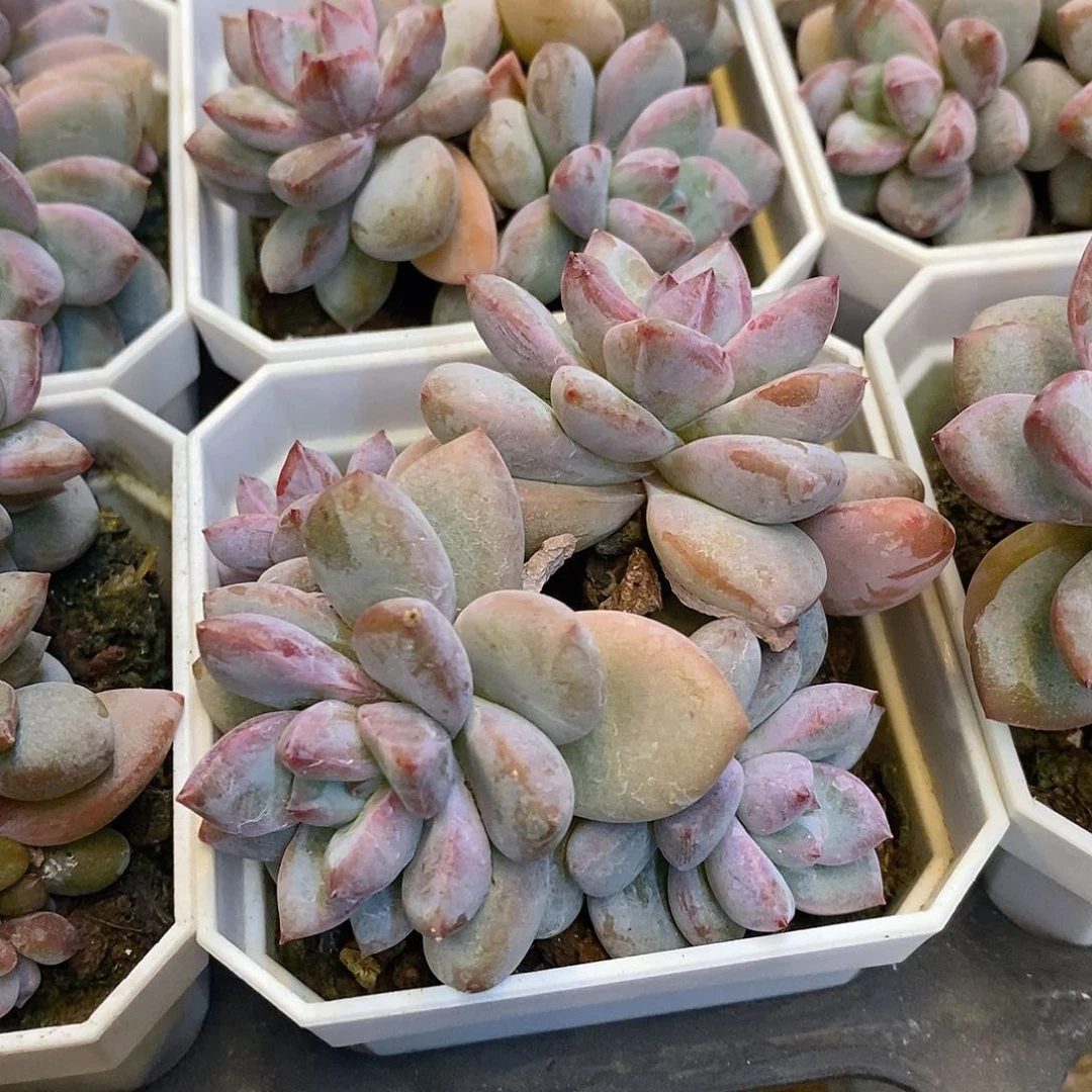 139。樱花雪。福利多多