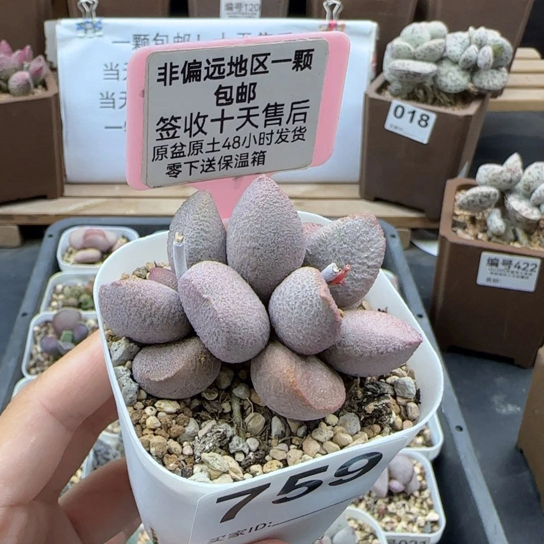 759甜心多肉植物