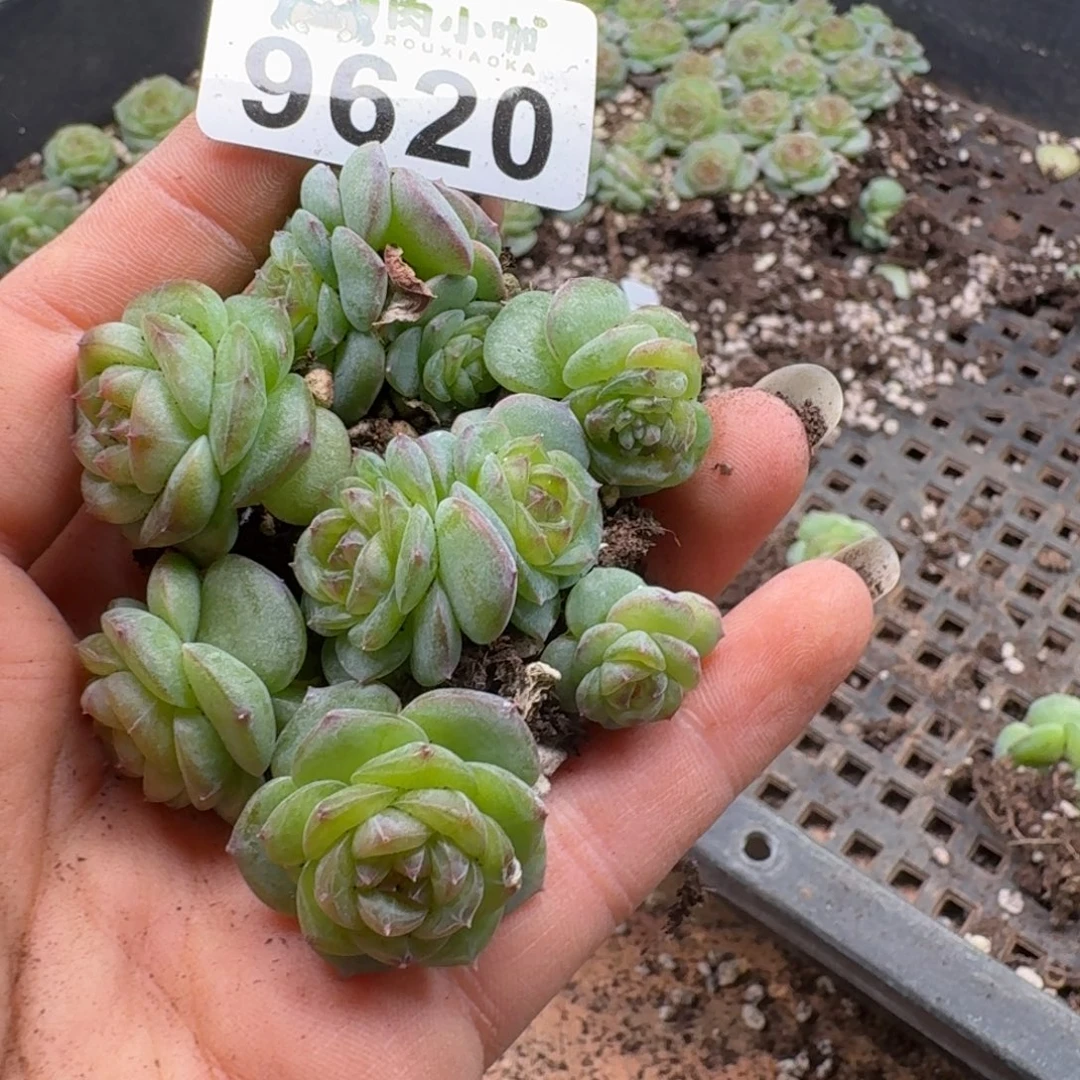 新***心多肉植物多肉植物