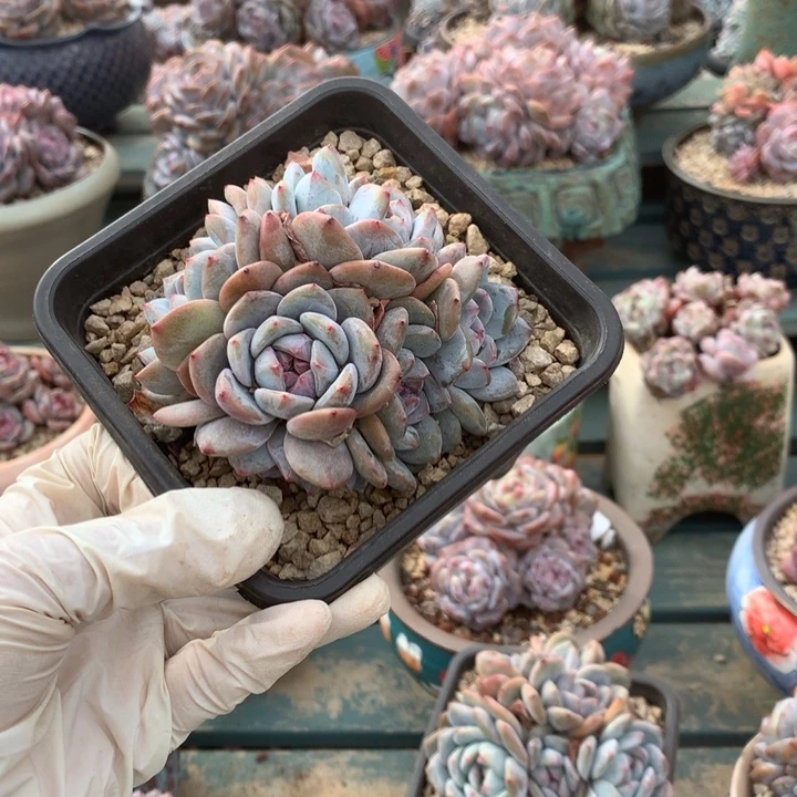 无花朵哈哈哈哈哈哈哈哈我5