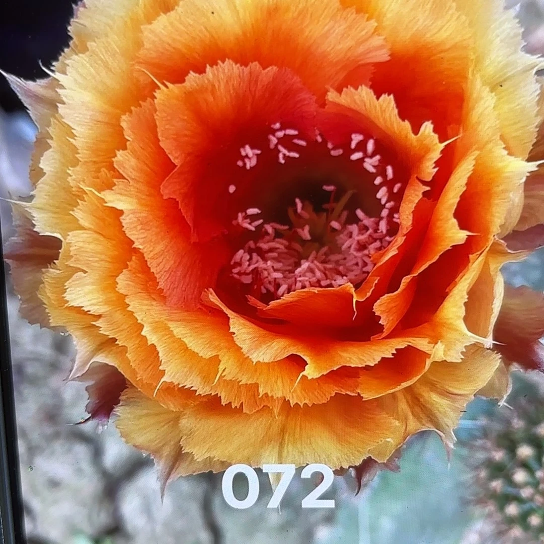 072彩20包邮仙人球4-5公分31