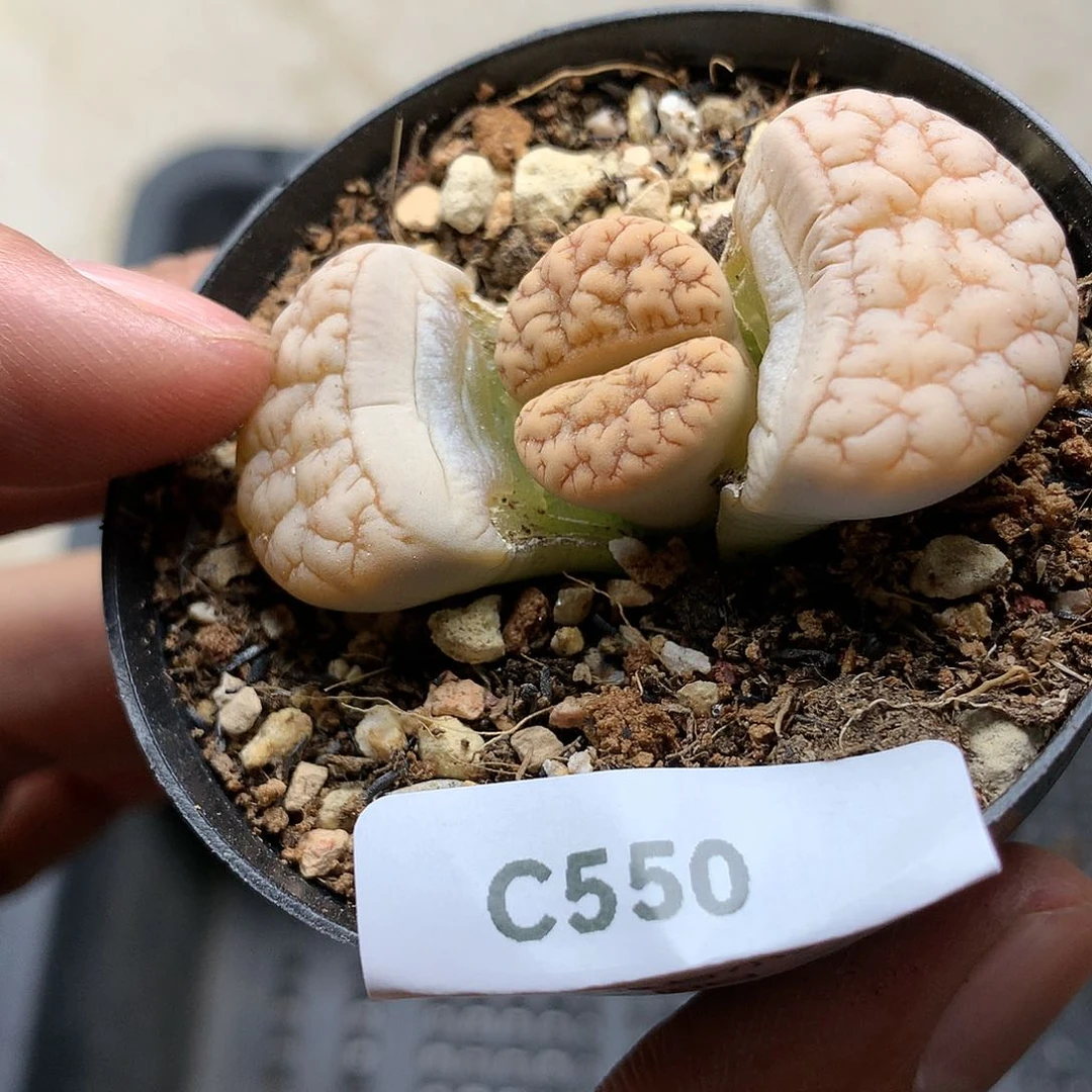 C550多肉植物保护