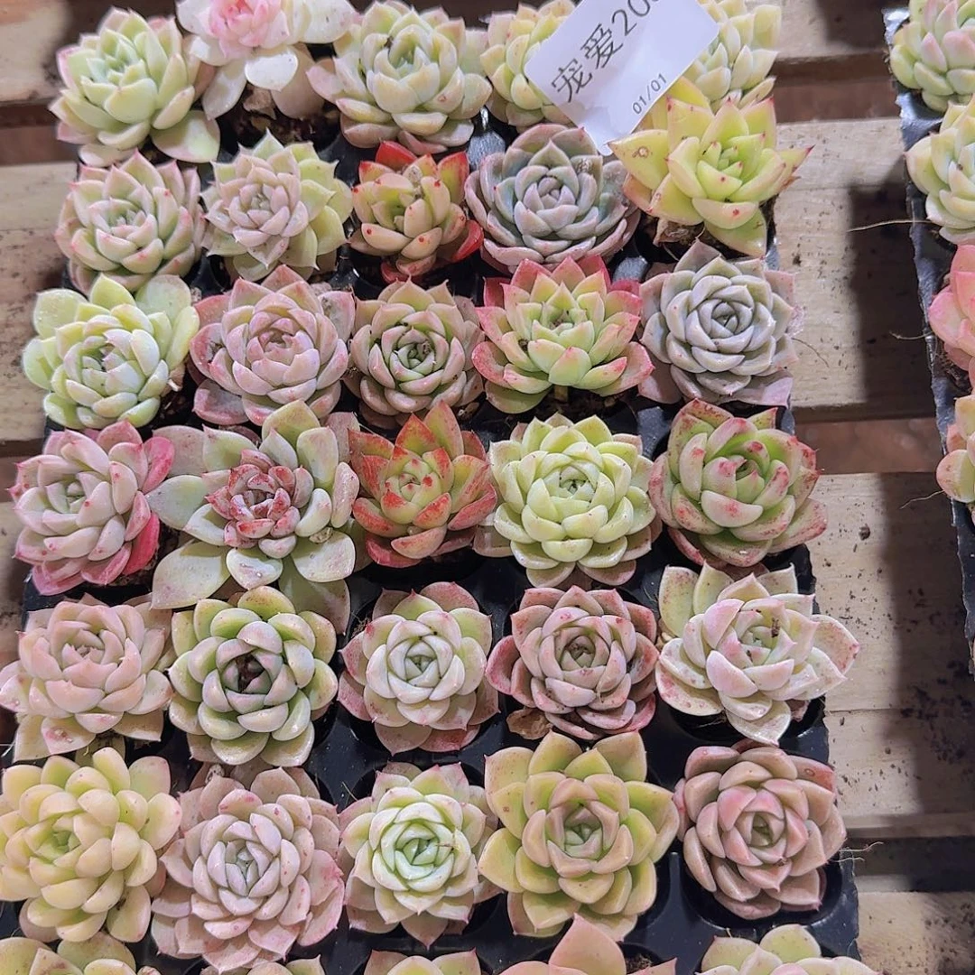 直播福利一物一拍205