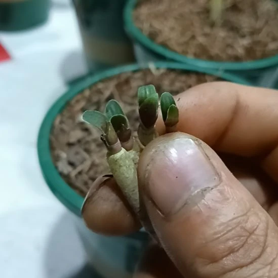 无花朵君子兰小苗君子兰小苗君子兰小苗君