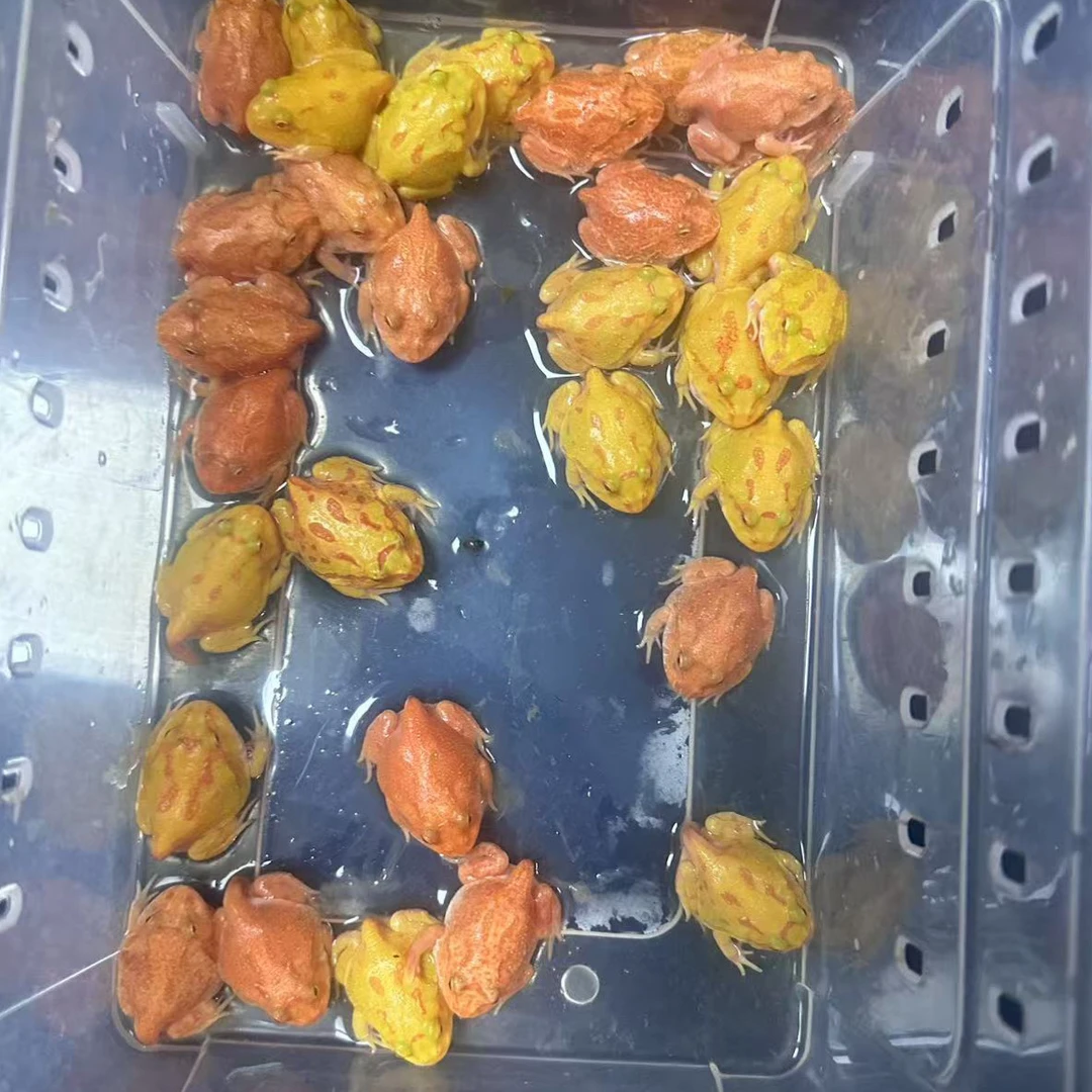 3只红黄颜色角蛙可以挑选