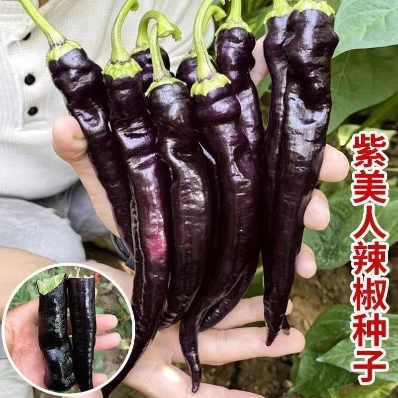 【满5包包邮】黑辣椒种子营养丰富紫色美人辣椒种籽香辣高产春秋