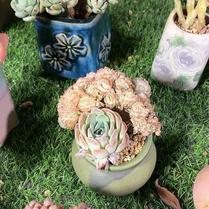 【闪购商品】邓*࿐杂