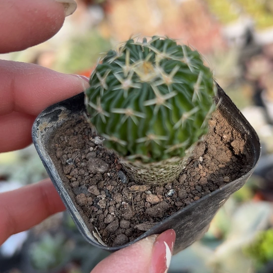 多肉植物太刀岚单头
