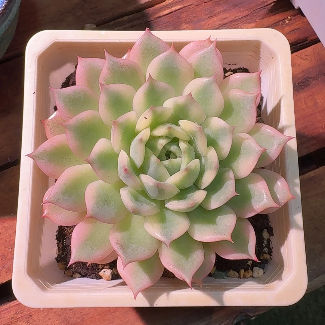 艾丽卡锦多肉多肉