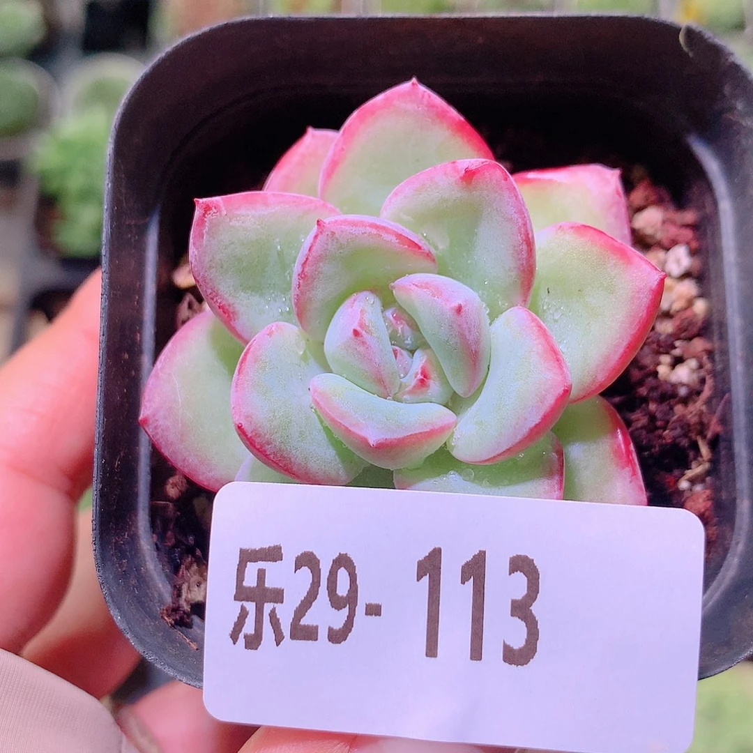 乐然29-113 草莓泡芙