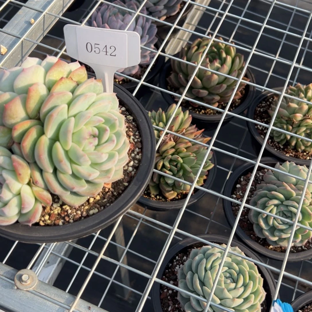 王*宇0542多肉多多多多的