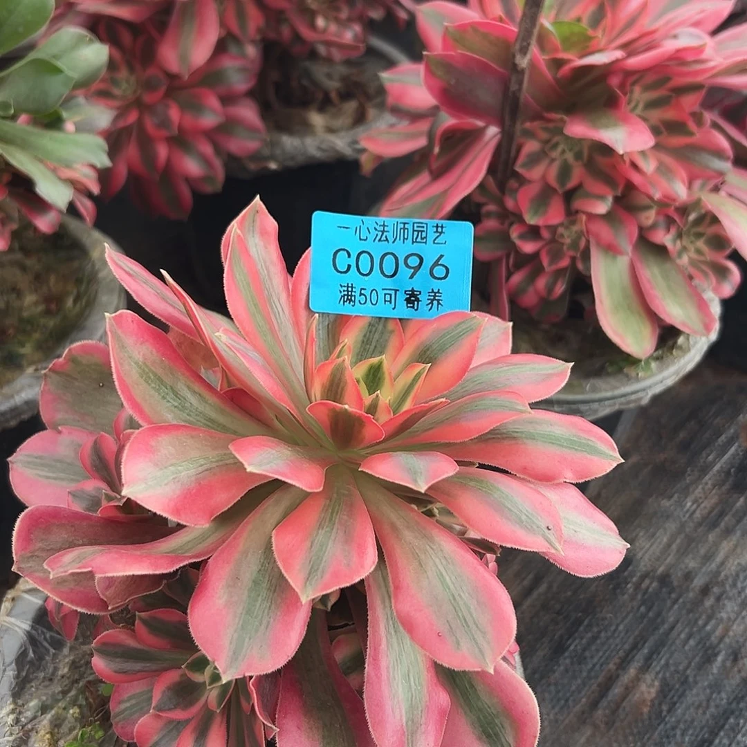 多肉植物0096女妖