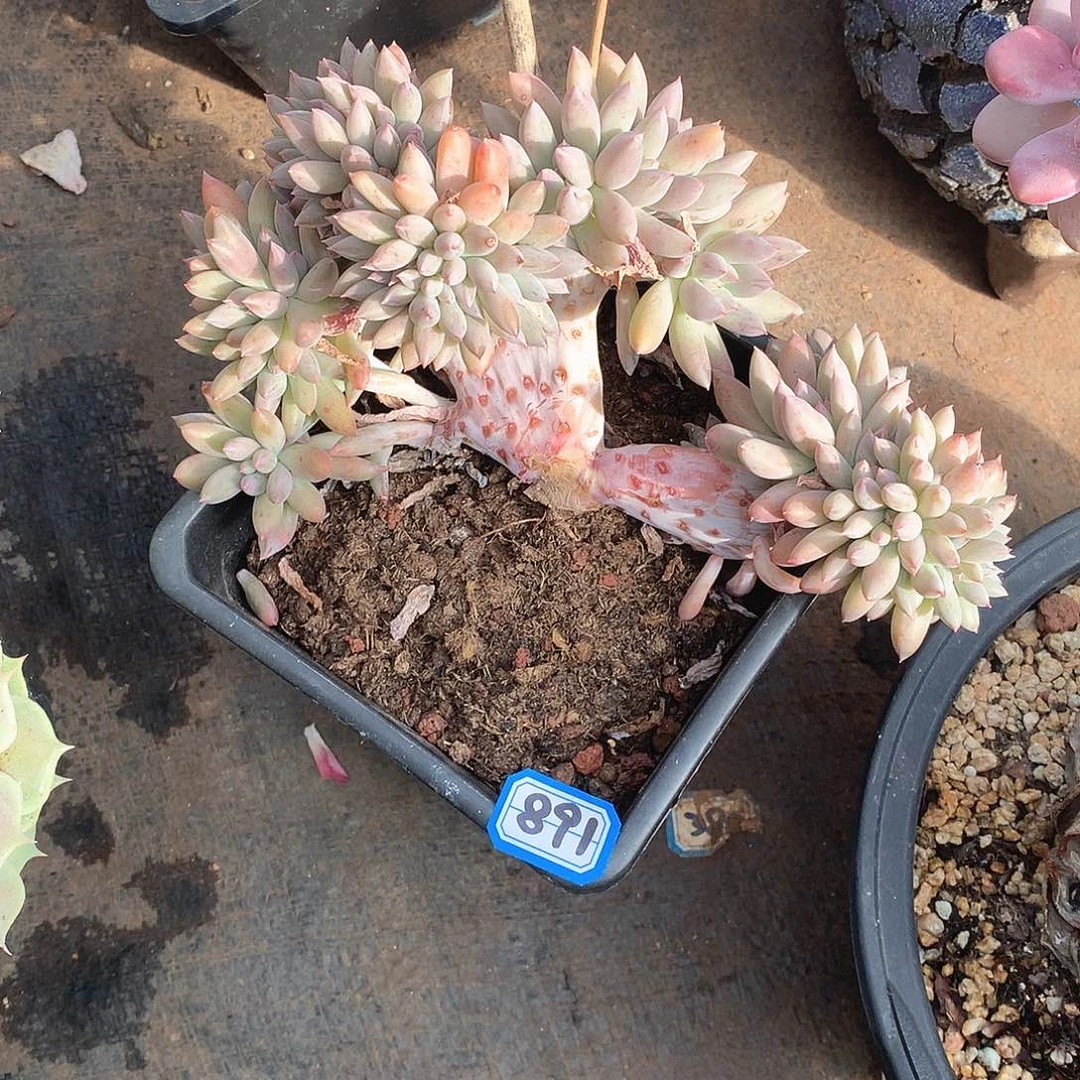 891所罗门 一物一拍多肉