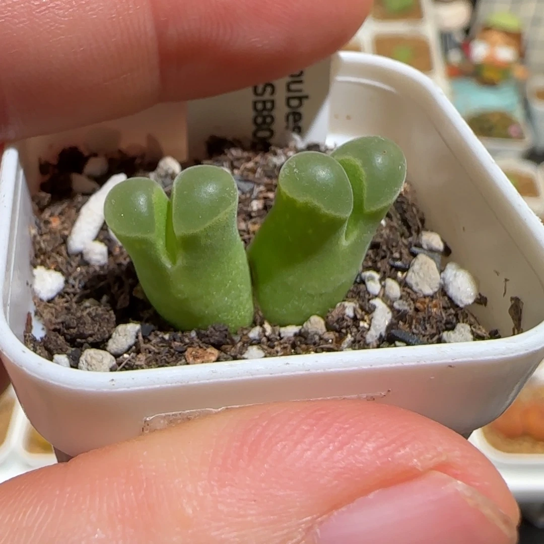 肉锥多肉植物组合-极窗母本1158