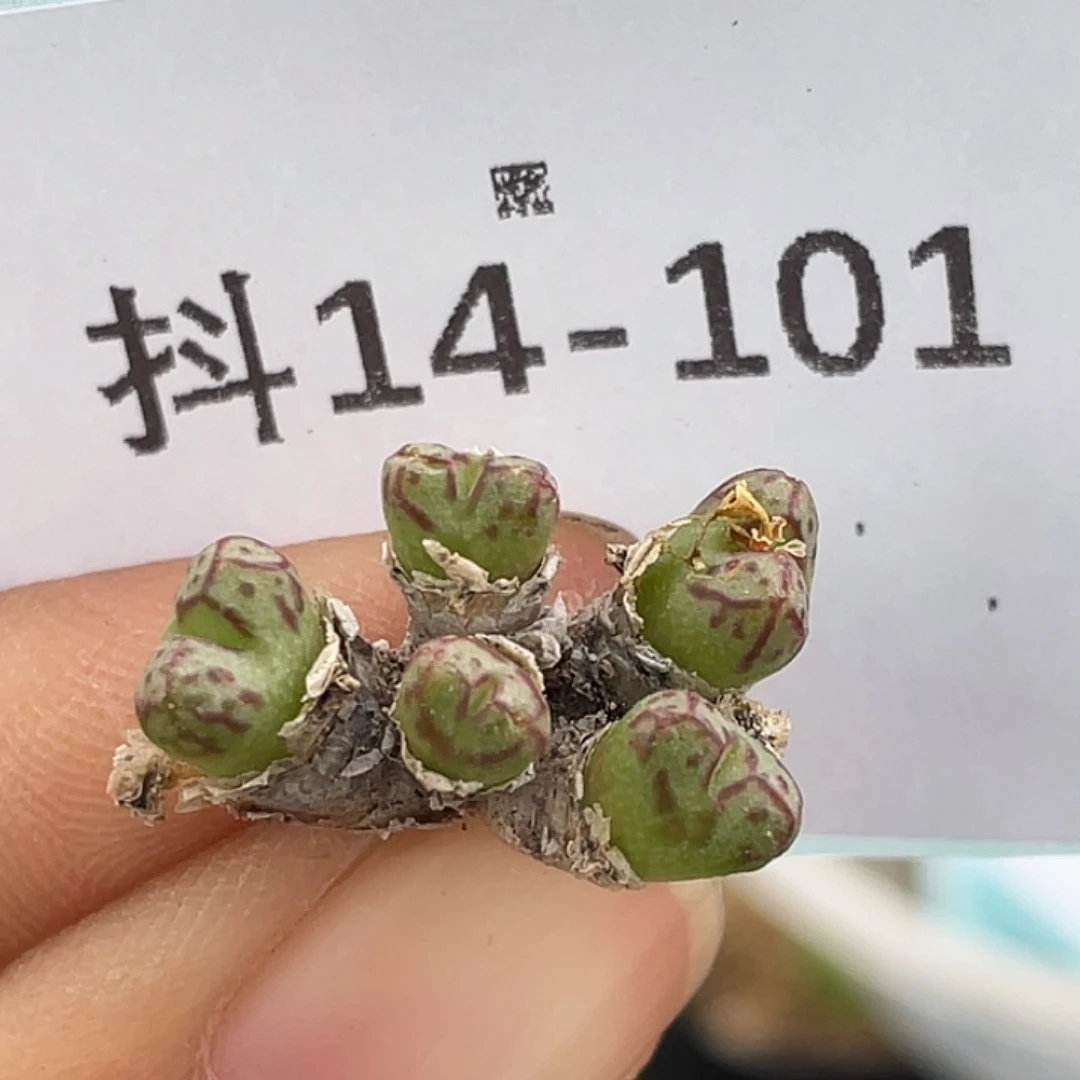 14-101小t多肉植物