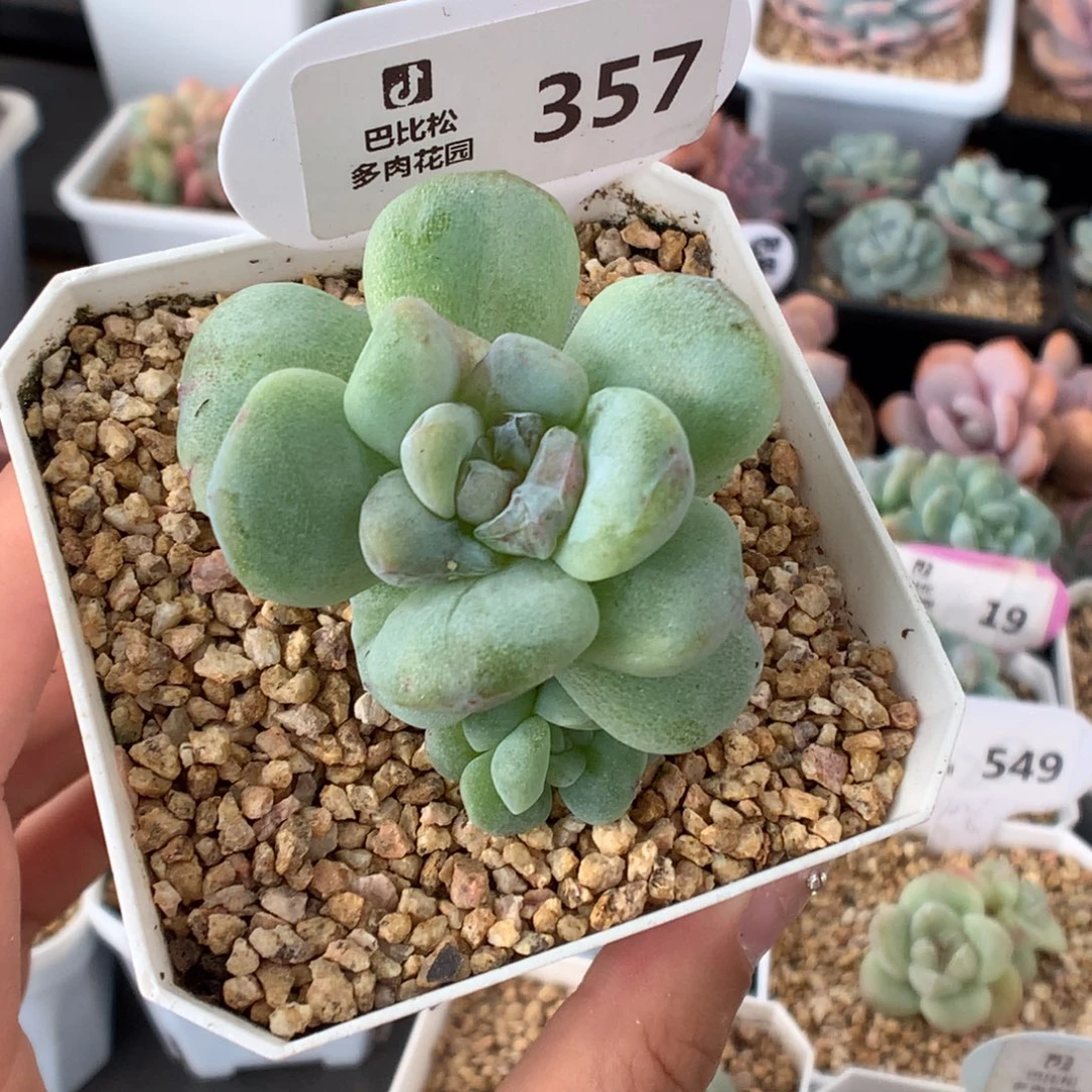 357双头冰玉石化多肉植物