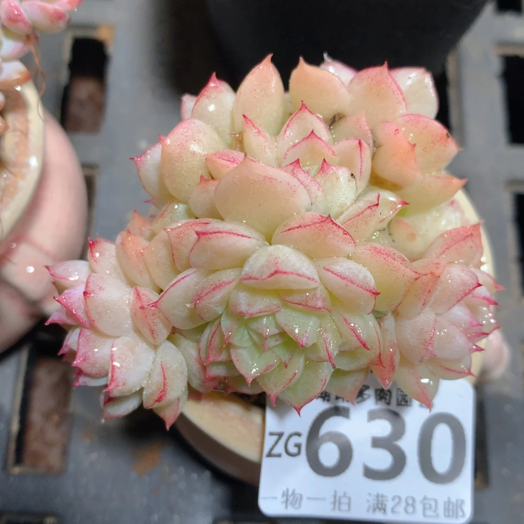 5CM拇指盆精控多肉ZG630