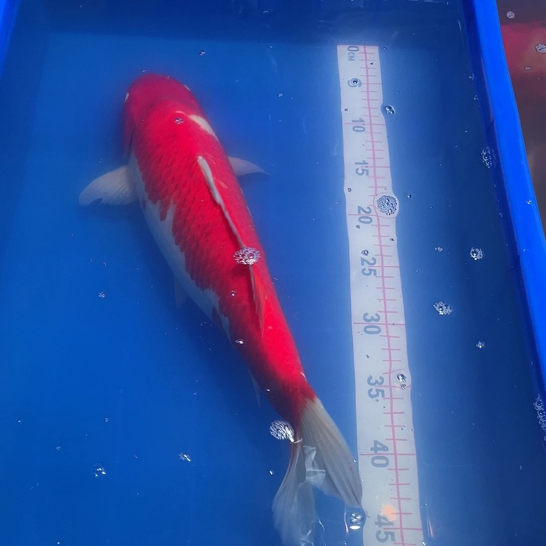 在***！海水鱼锦鲤红白一条