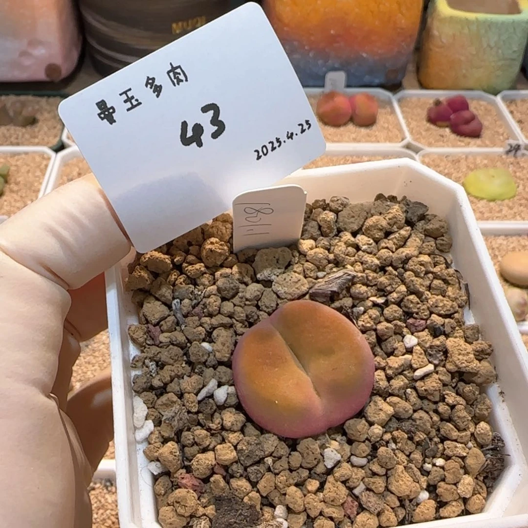 小**难多肉多肉多肉 4.25-043